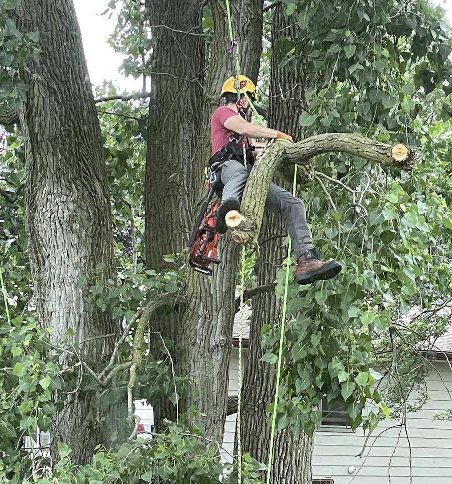 A climber in a yellow helmet, harness and rope hangs against a triple-trunked tree, cutting a thick horizontal limb.