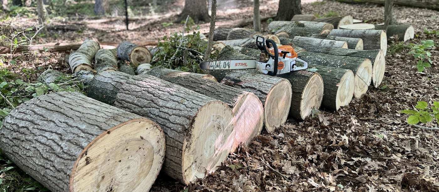 A row of fresh-cut tree rounds lying along a forest floor of dry leaves, a chainsaw on the last round and trees behind.